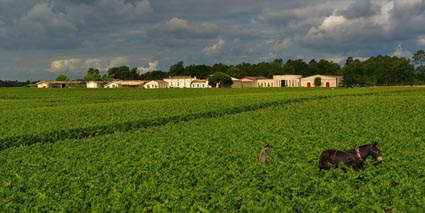 Domaine de Chevalier